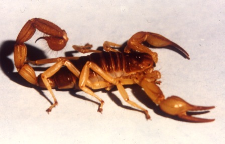 FUMIGACIONES DE ALACRANES EN EL DF